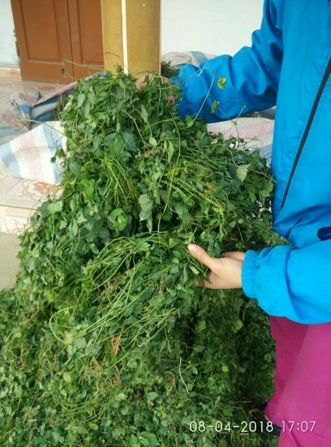 Giảo Cổ Lam Khô 1kg