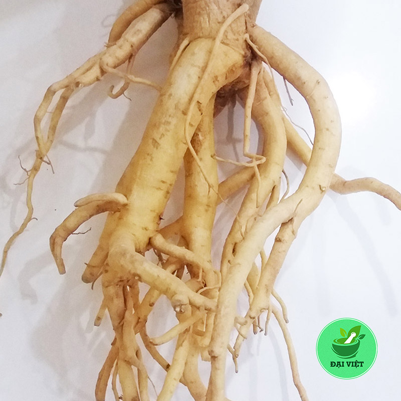 Rễ Đinh Lăng (1Kg khô) - DV49