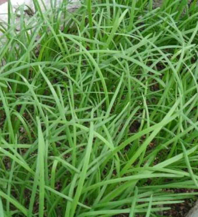 Hạt giống hẹ ta ăn lá - gói 2gram( 330  hạt )