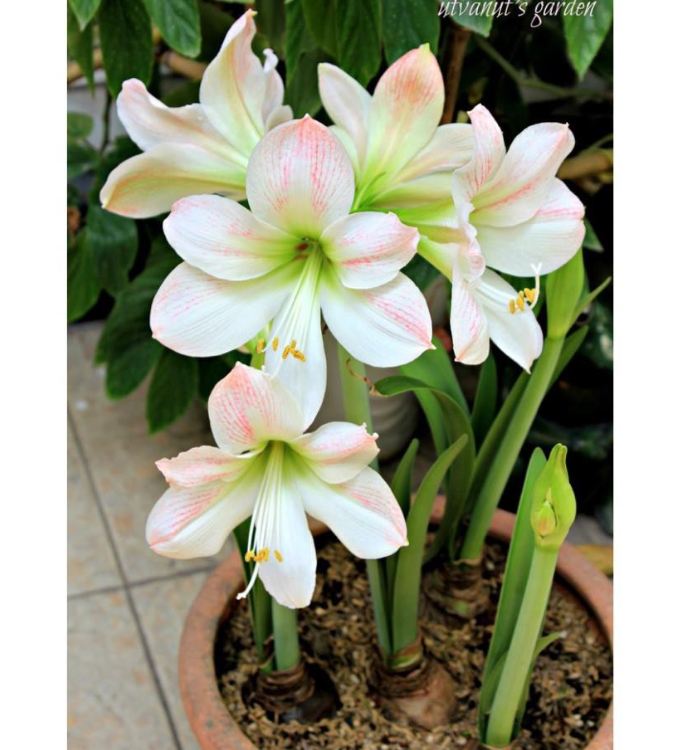 Củ giống hoa lan huệ hồng đào - 1 củ