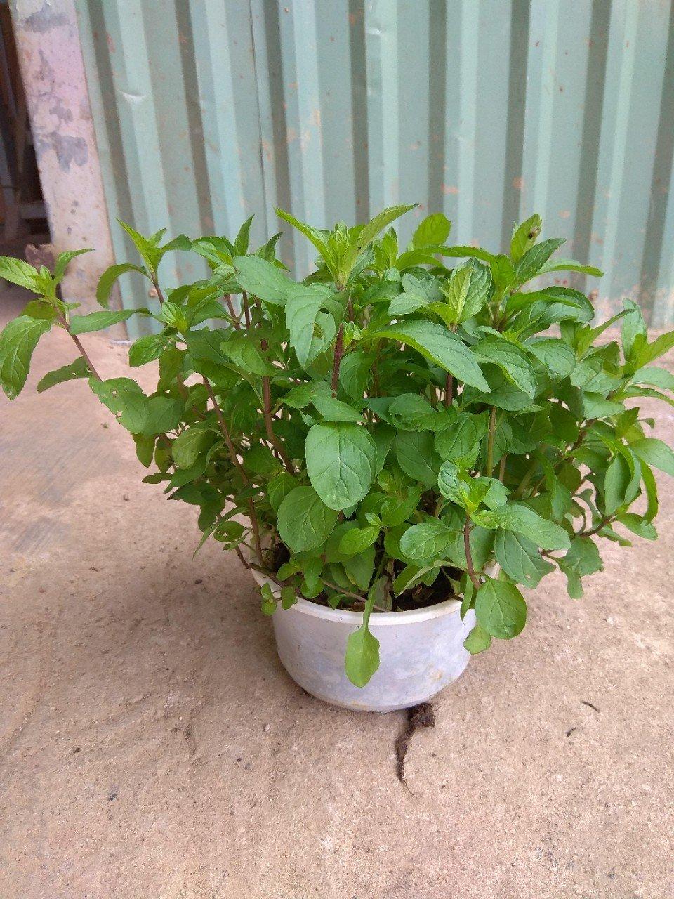CÂY BẠC HÀ PEPPERMINT KHÔNG CHẬU