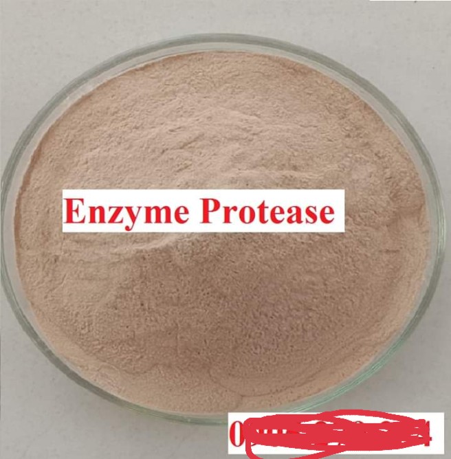 Men Microbiology (enzyme protease 10.000 UI/g)