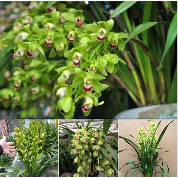 Củ Giống Hoa Địa Lan Santo hoa màu Xanh ( 1 củ  )