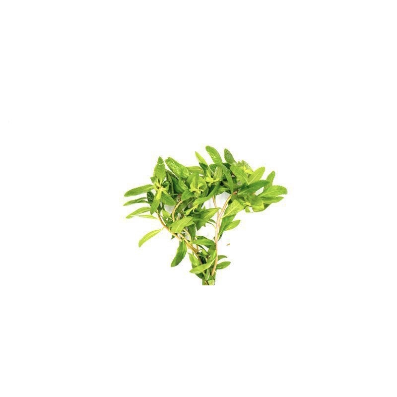 Proserpinaca palustris - Cây Lông Chim - Cây Thuỷ Sinh