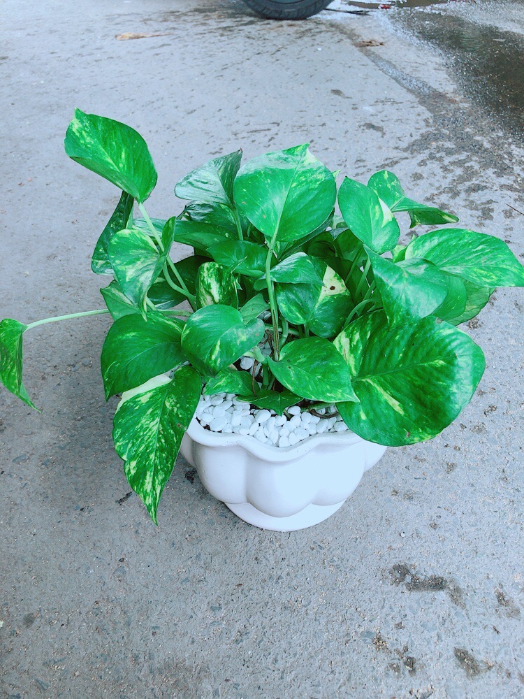 Chậu Trầu Bà Size Đại