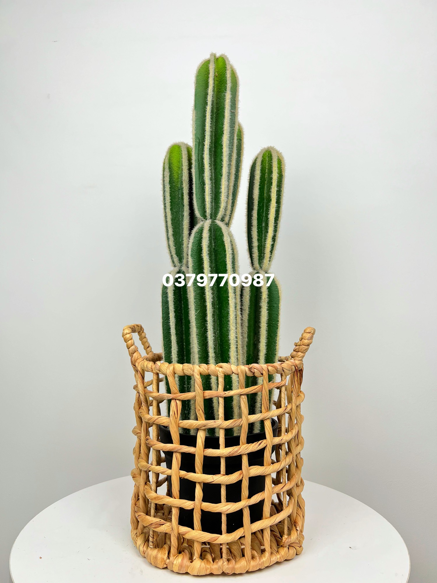 Giỏ cói trồng cây, giỏ đựng đồ, giỏ cói cắm hoa decor