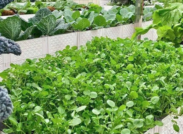 Hạt giống rau cải xoong 200 hạt
