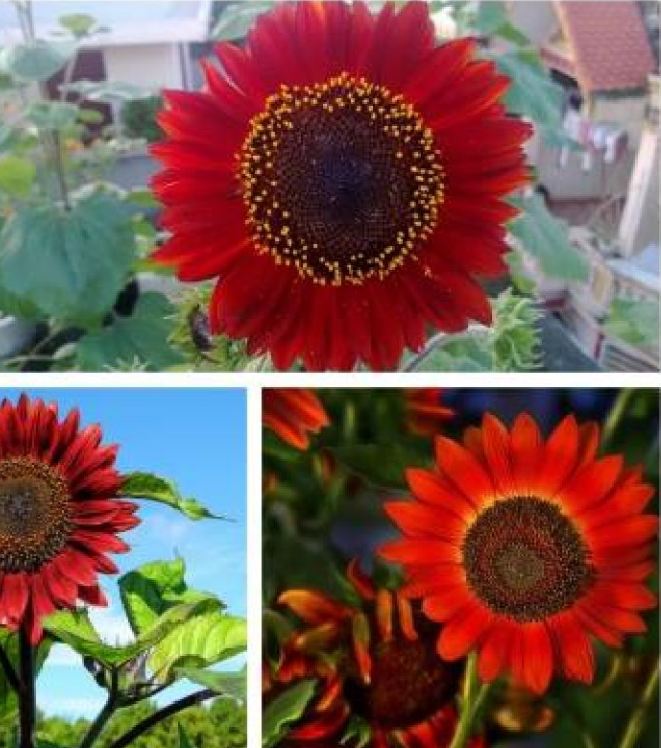 Combo 4 Gói Giống Hoa Hướng Dương ( Khổng Lồ + Đỏ + Lùn + Tháp )