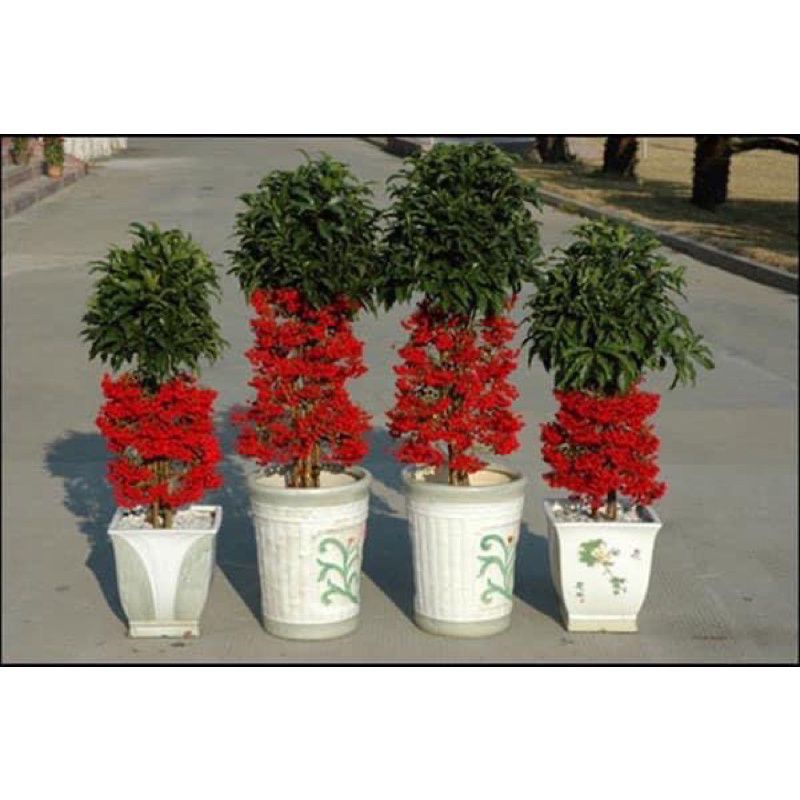 Cây giống kim ngân lượng (1 bầu cây)