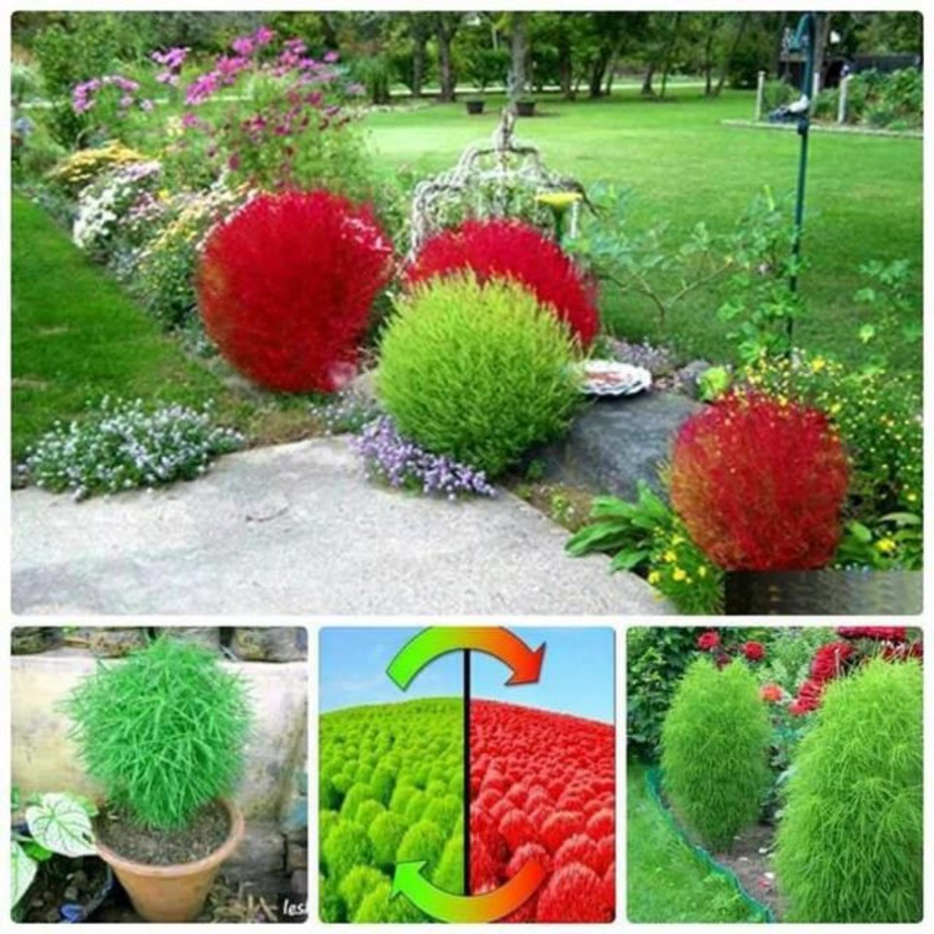 50 hạt giống cỏ đổi màu
