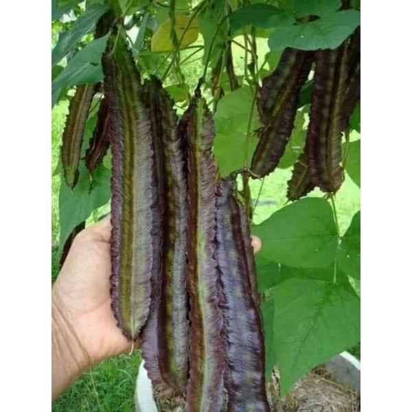 Hạt giống đậu rồng tím thái lan-gói 5gram (tặng kèm phân bón)