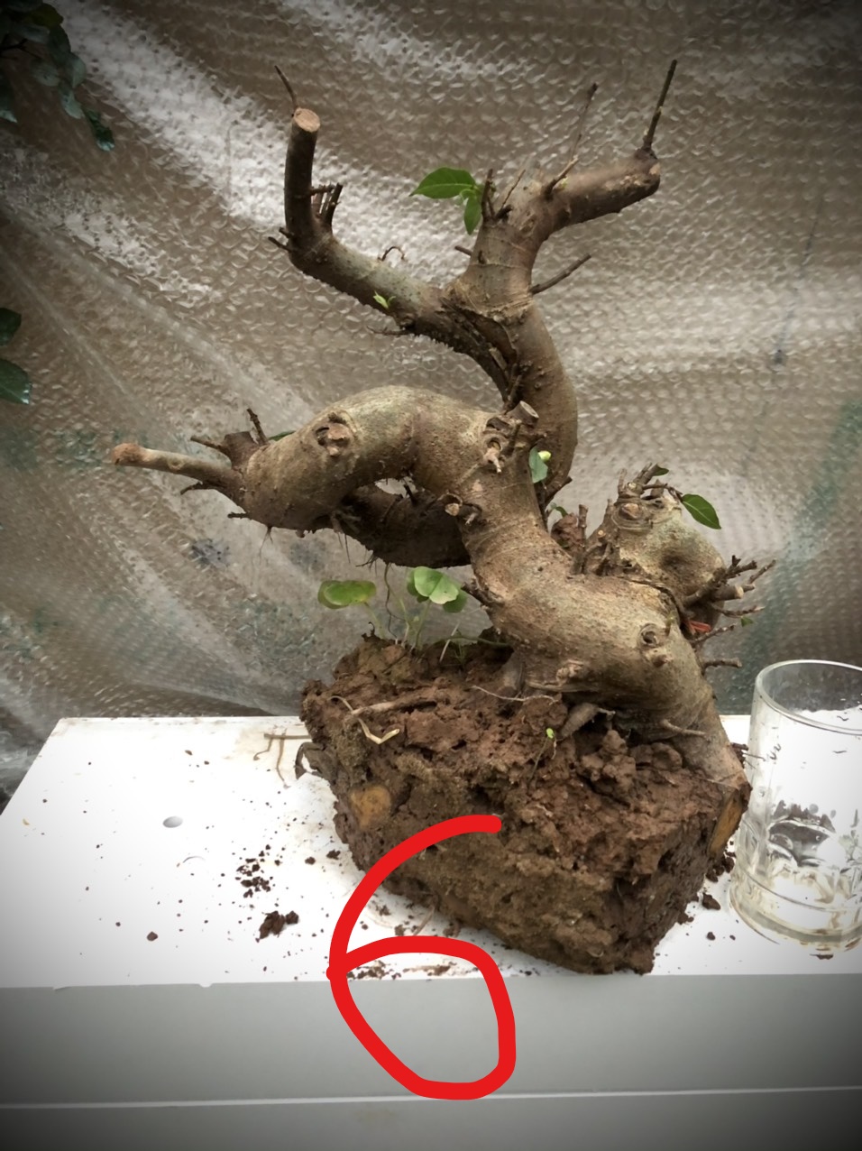 Cây sung bonsai phôi ảnh thật đánh số 1-21