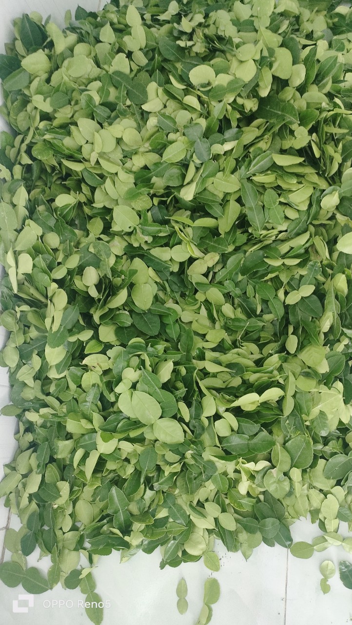 Lá chúc. Lá chanh thái. Nửa kg.