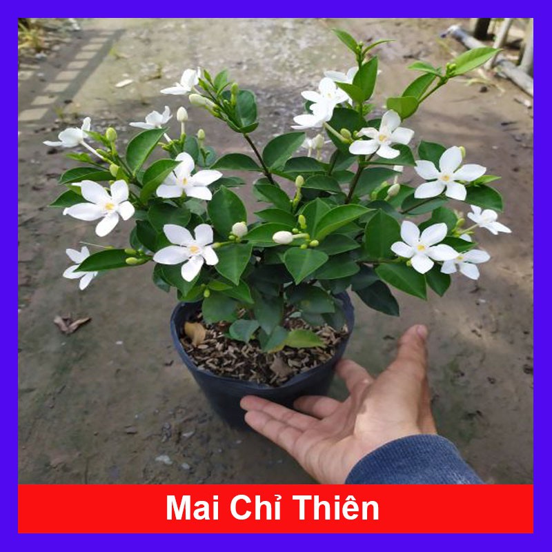 Mai Chỉ Thiên - cây cảnh mini - cây cảnh để bàn - caykiengsadec