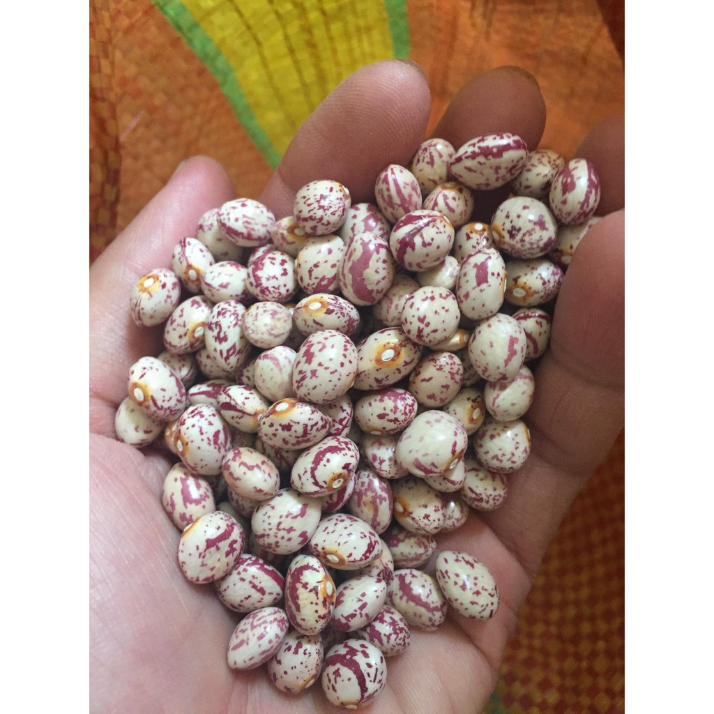 1kg ĐẬU CÚC ĐÀ LẠT