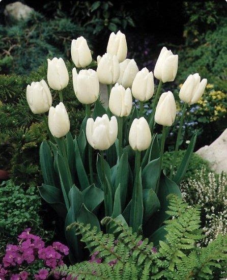 Set 5 củ hoa tulip mix 5 màu  ( 5 màu  đỏ , vàng , cam,tím sọc , trắng đỏ lửa )