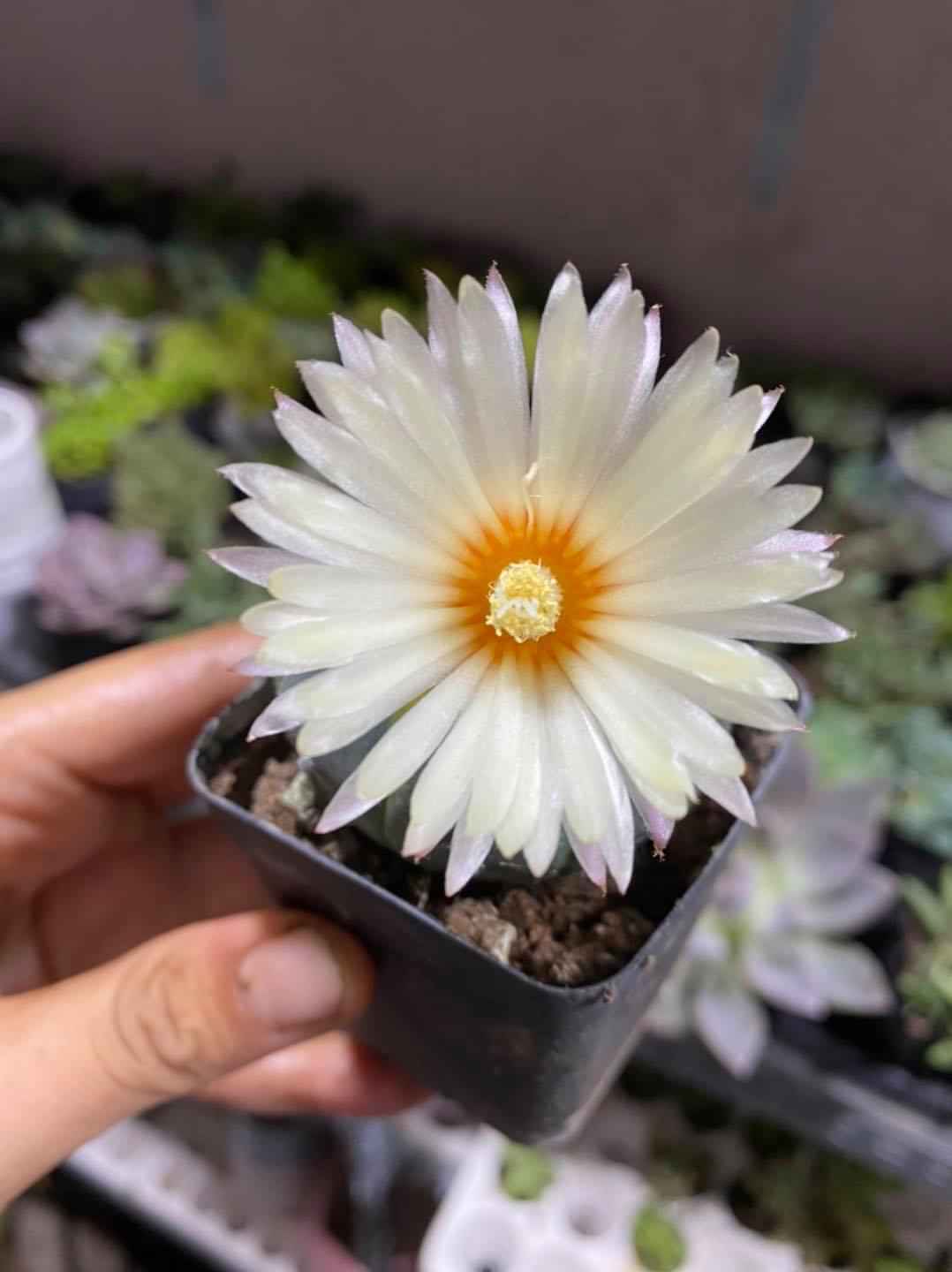 [HIẾM] XƯƠNG RỒNG ASTER LEM - TẶNG CHẬU
