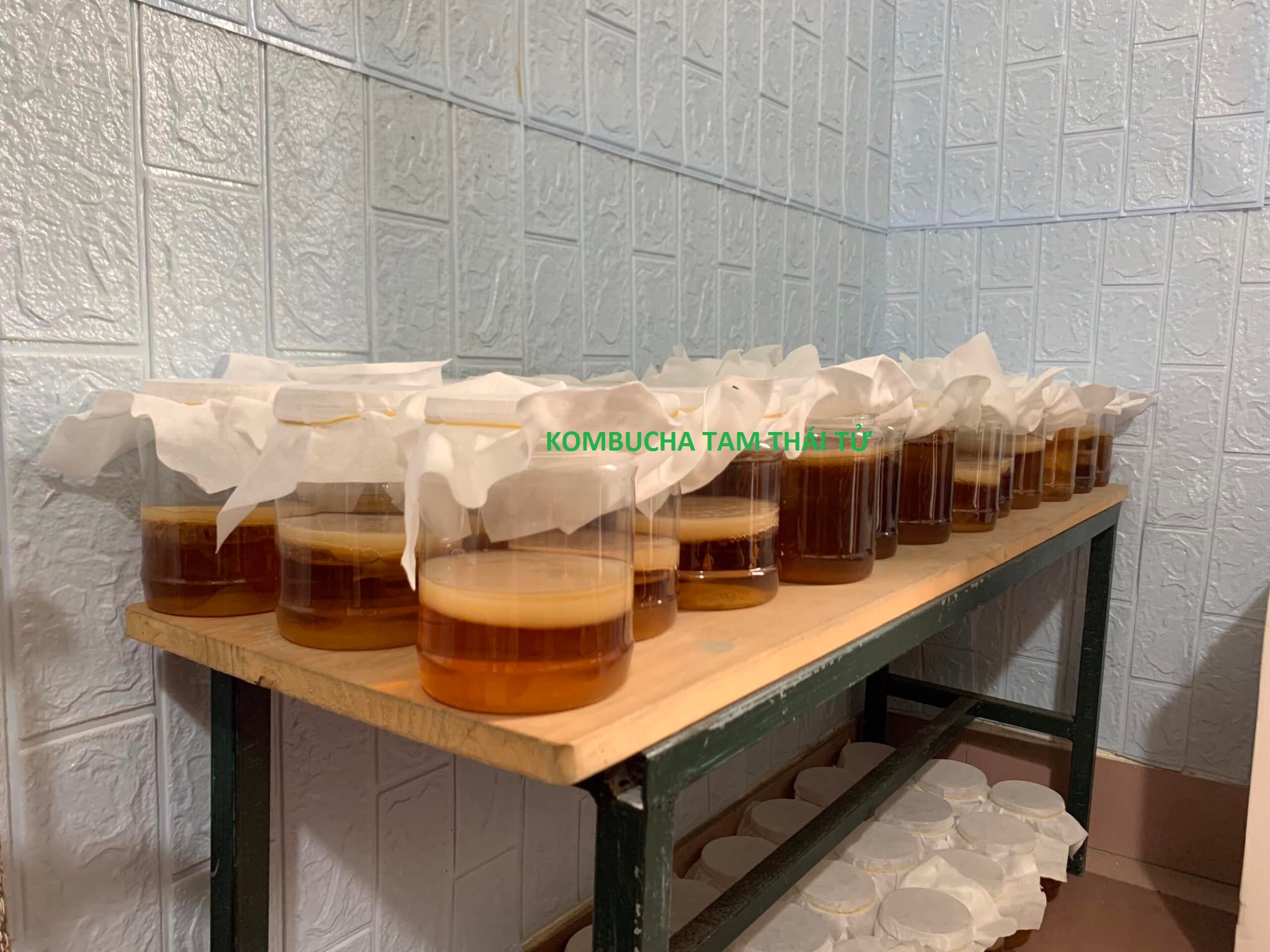 Combo 3 con nấm làm trà Kombucha