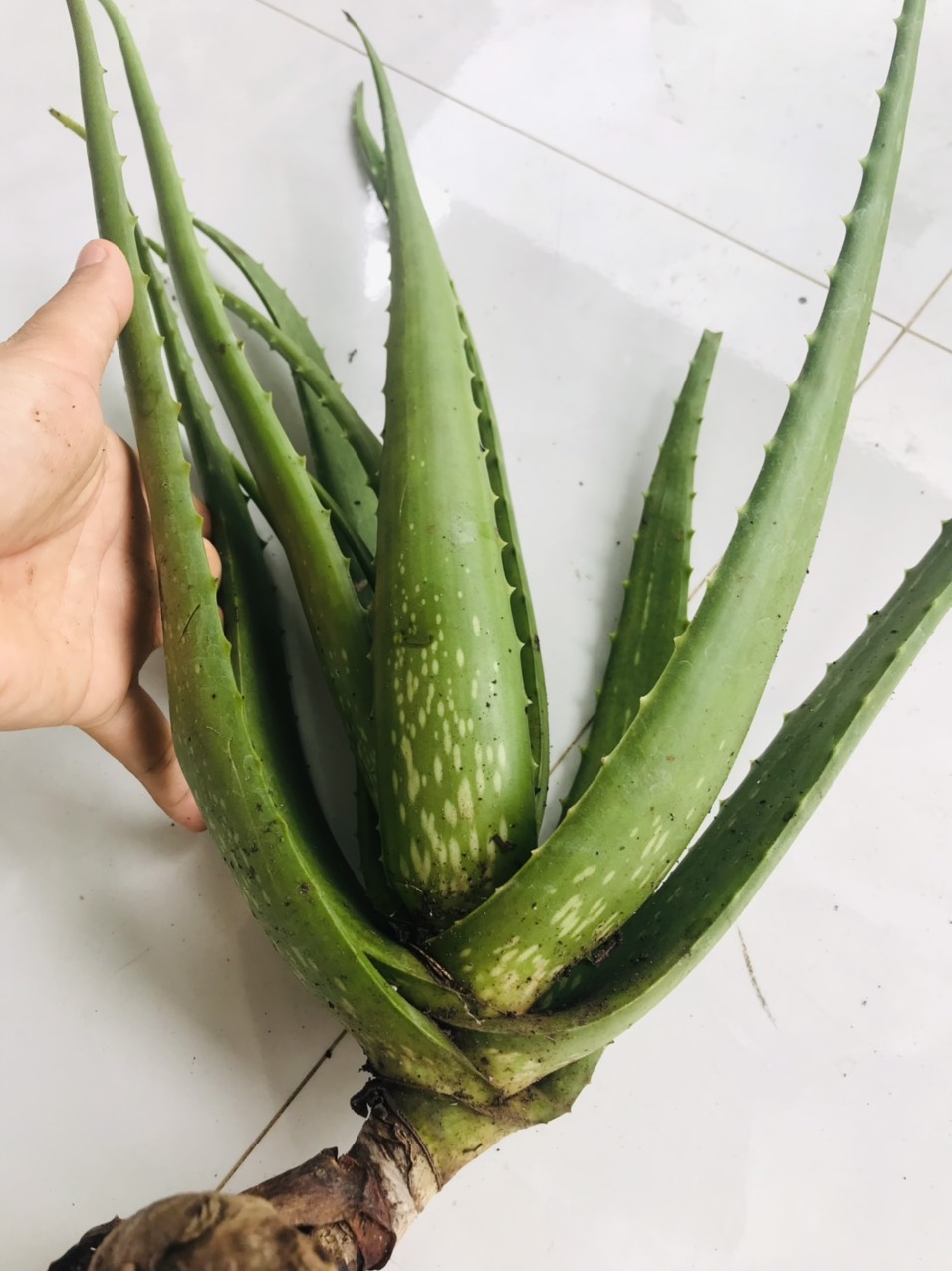 Cây Nha Đam 800gr - 1kg
