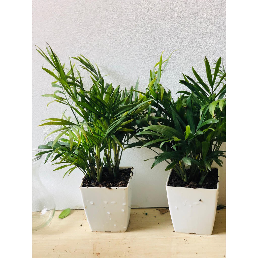 Cây cảnh mini - Cây Cau Tiểu Trâm