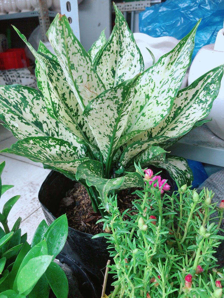 Cây Ngọc Ngân Size Lớn