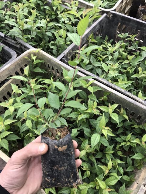 Mai trắng 🌲FREESHIP🌲 Nhất Chi Mai [ Cây Giống ]
