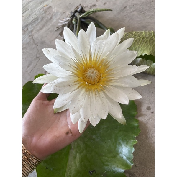Cây Hoa Súng Thái Lớn Sẳn Hoa