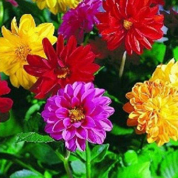 Hạt giống hoa thược dược mix màu- Gói 30 hạt