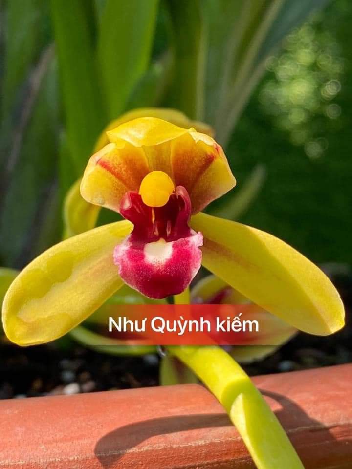 HOA LAN KIẾM NHƯ QUỲNH GIEO HẠT PHI 16