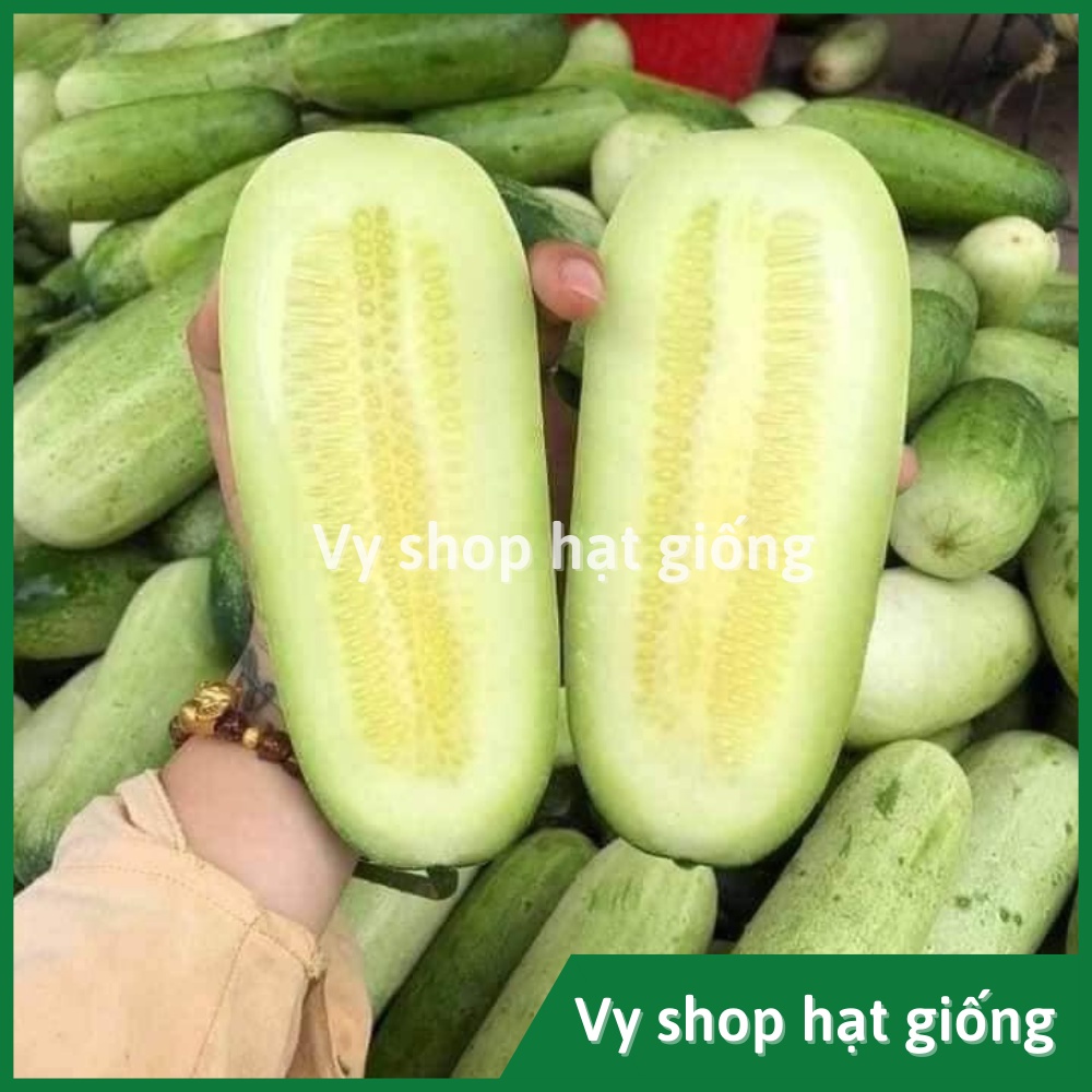Hạt giống dưa chuột mèo (dưa leo) Thái Lan gói 200 hạt