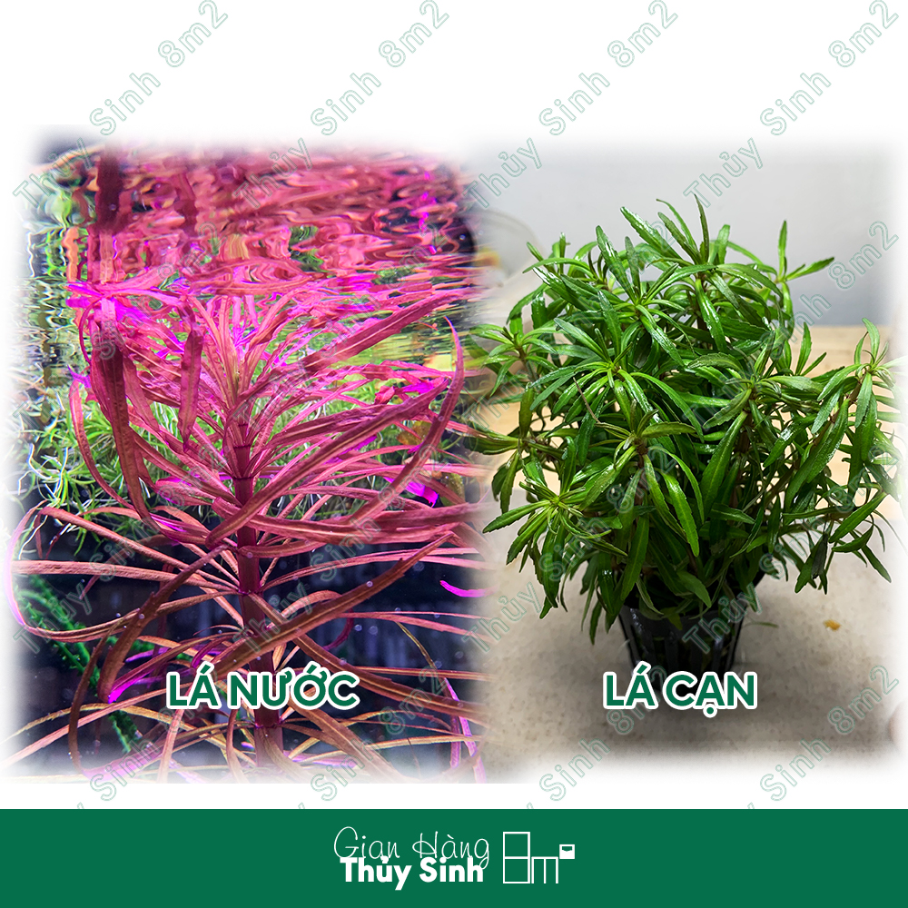 Cây Dừa Sing (Bách Diệp Thảo), Cây Thủy Sinh Hậu Cảnh, Cắt Cắm | 8m2