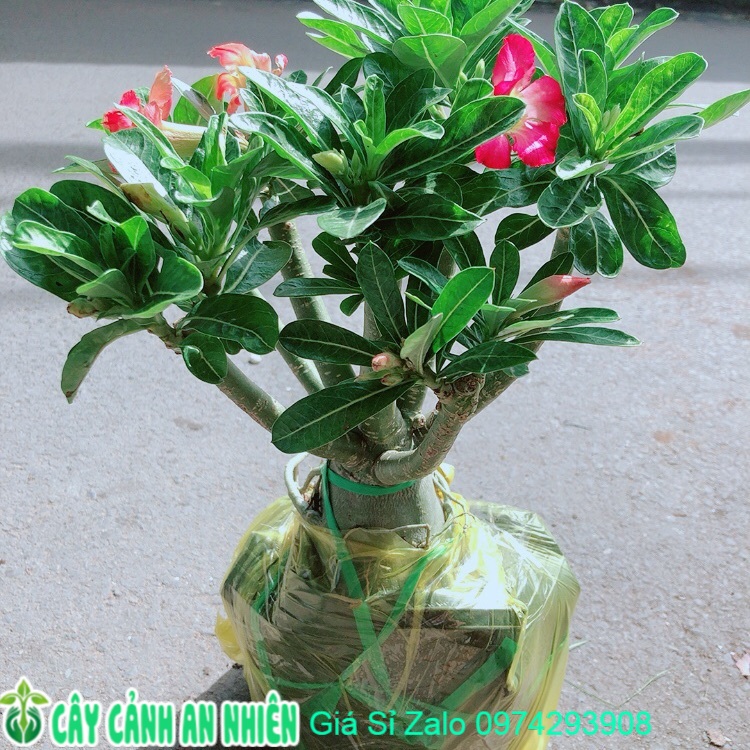 Cây Sứ Thái Gốc Đẹp