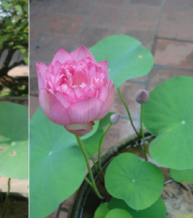 Hạt giống hoa sen bách diệp tím - gói 5 hạt