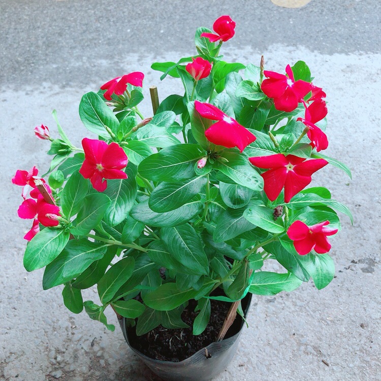 Hoa Dừa Cạn Màu Đỏ (có sẵn hoa)