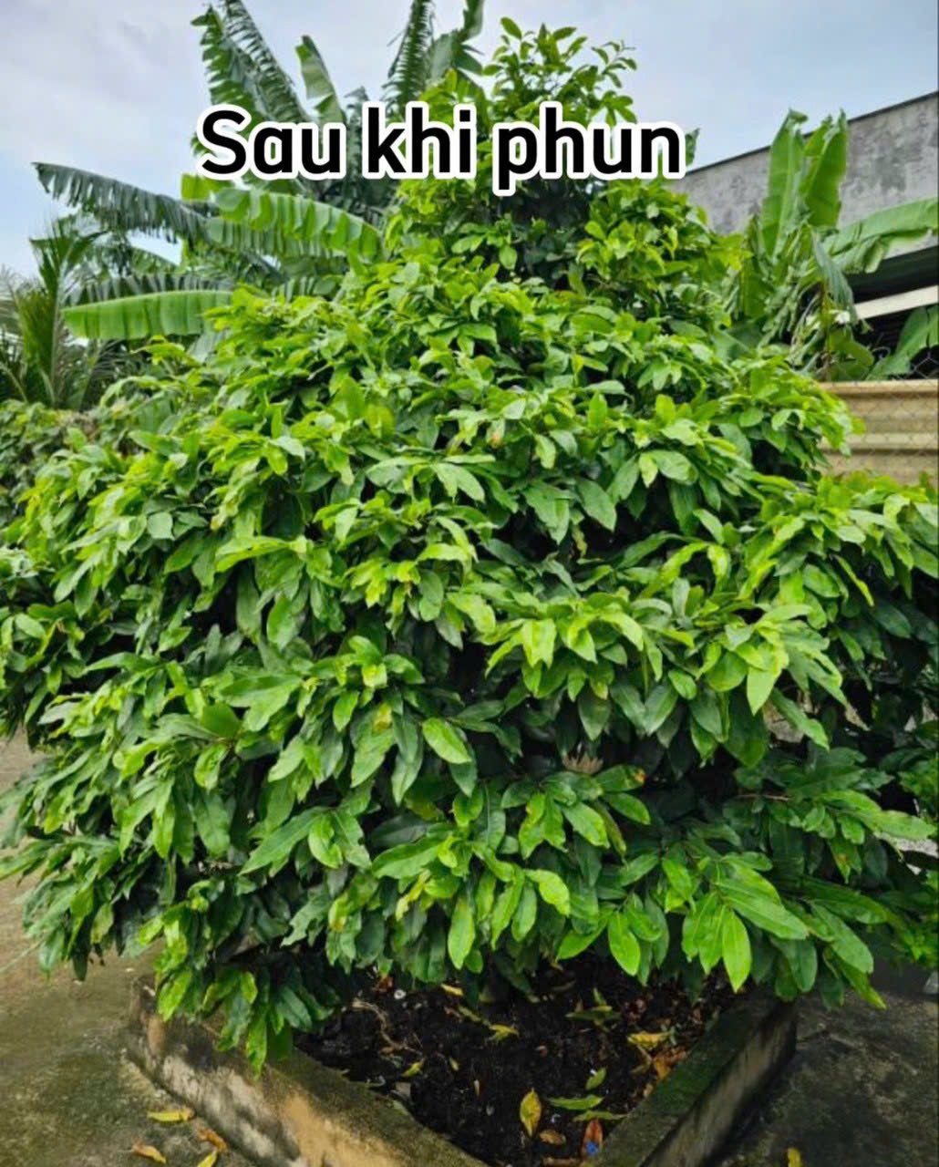 PHÂN BÓN RA RỄ MẬP THÂN NÙ GỐC MAI CẶP CHAI 300ML