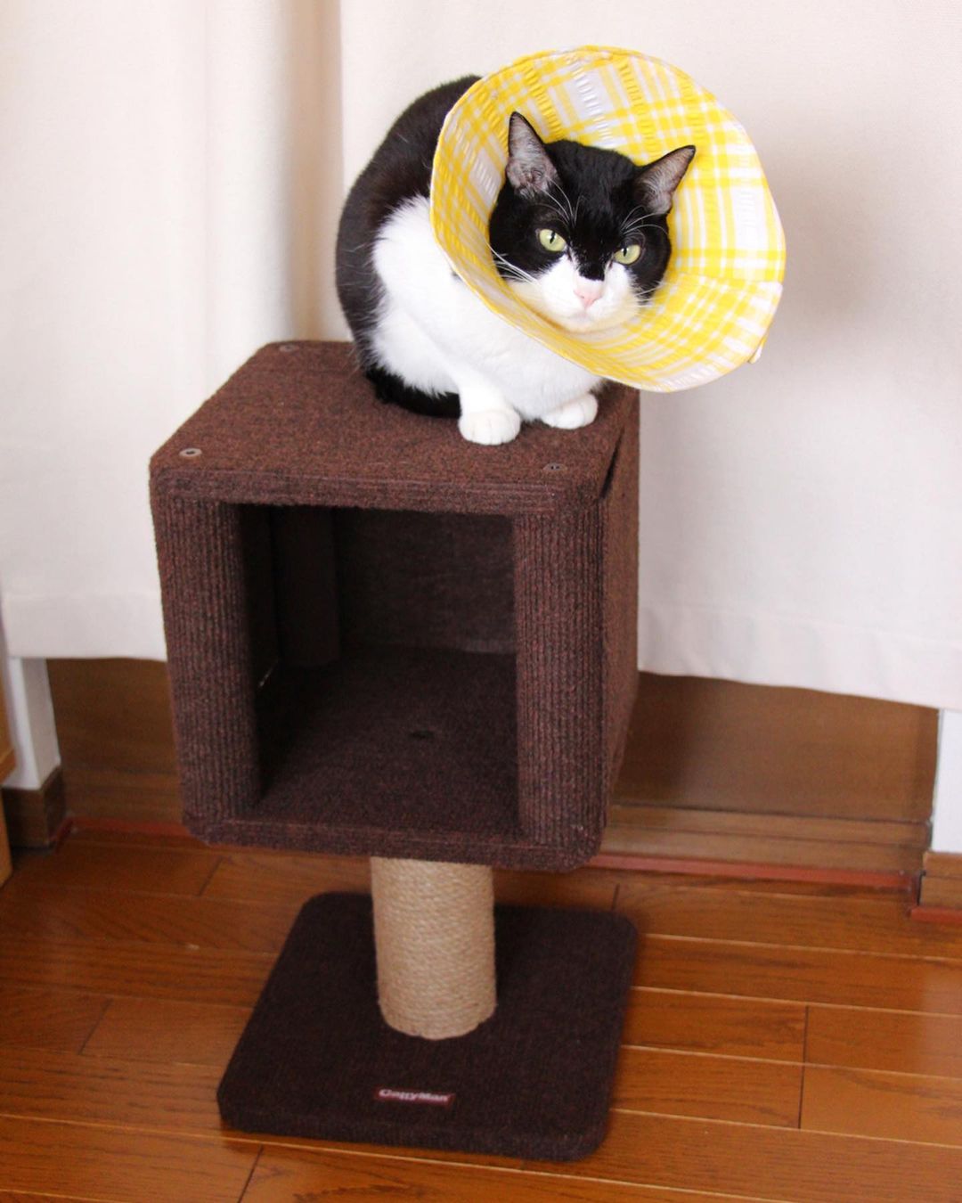 [HCM]Tháp mèo Mini CattyMan - 84195