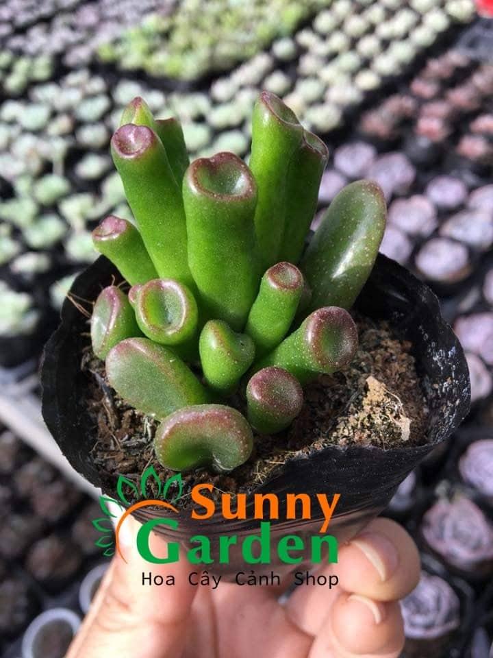 Sen Đá Ống Điếu