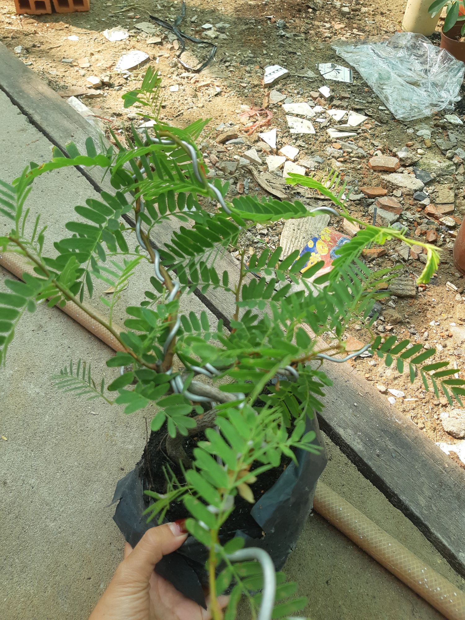 cây me bonsai mini