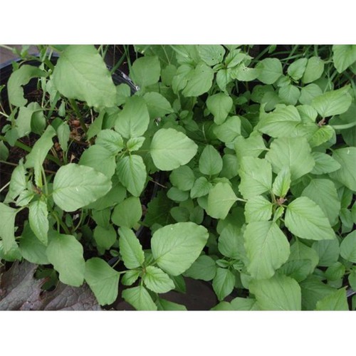 Hạt giống rau dền cơm 10gr