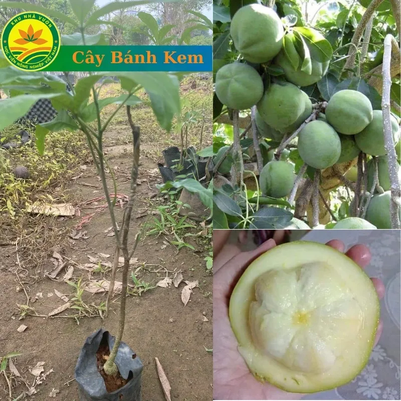 CÂY GIỐNG BÁNH KEM NHẬP KHẨU