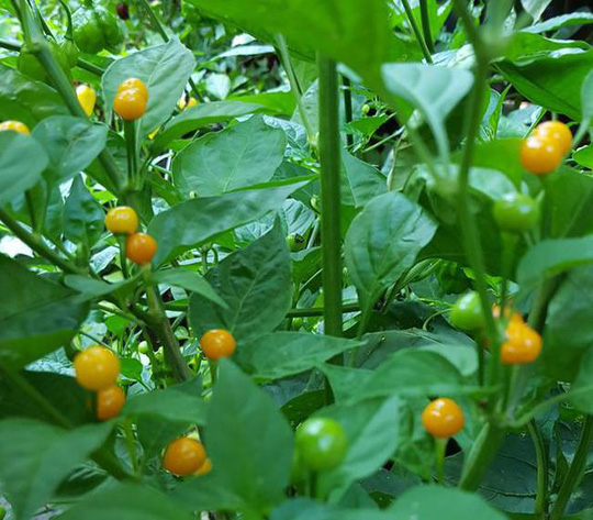 Hạt Giống Ớt Mắc Nhất Thế Giới-(Ớt Peru Aji Charapita) 5 Hạt