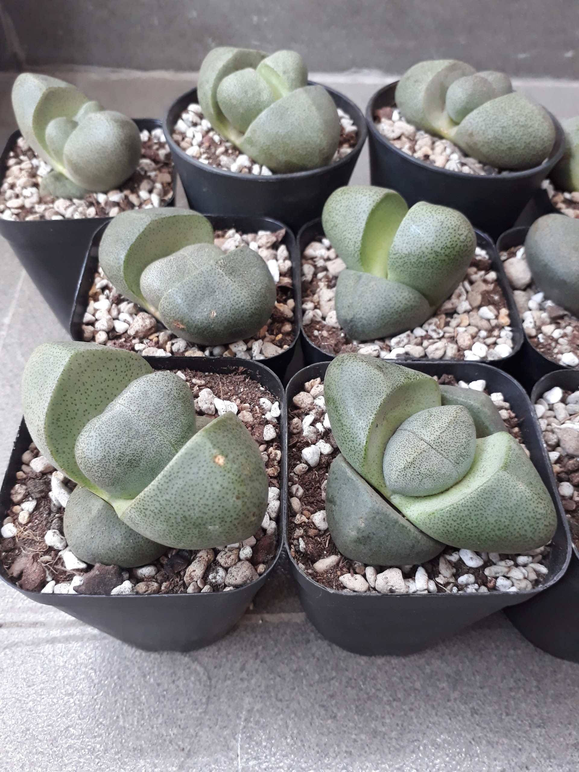 Sen Đá Hột Vịt Lộn Siêu To (Sen Mông/Lithops/Thạch Lan)