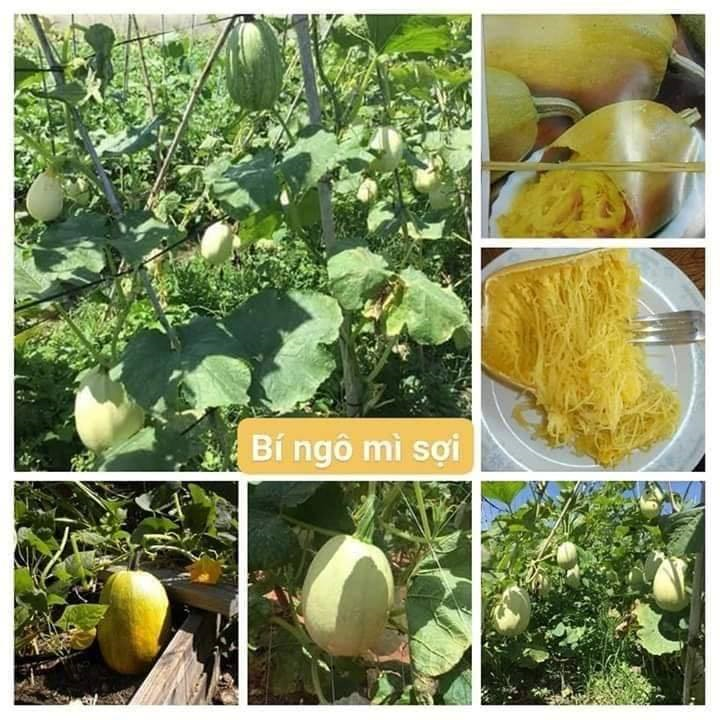 Hạt Giống Bí Mì Sợi F1 - Gói 5 Hạt