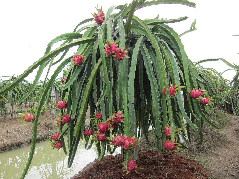 Cây giống thăng long ruôt trắng