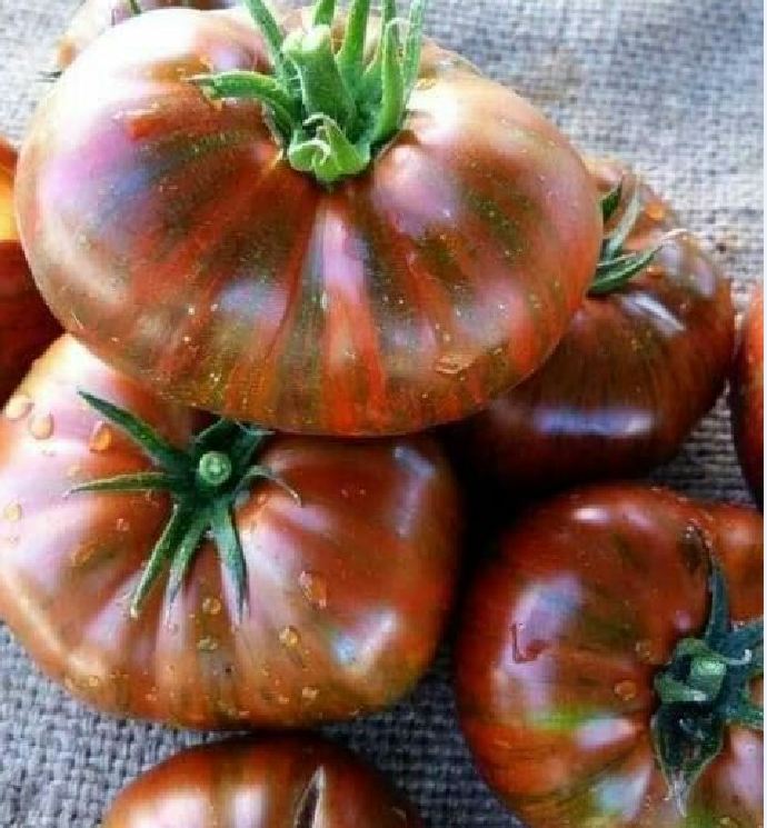 Hạt giống cà chua hoàng tử ( cà chua soccola quả to ) 30 hạt/gói