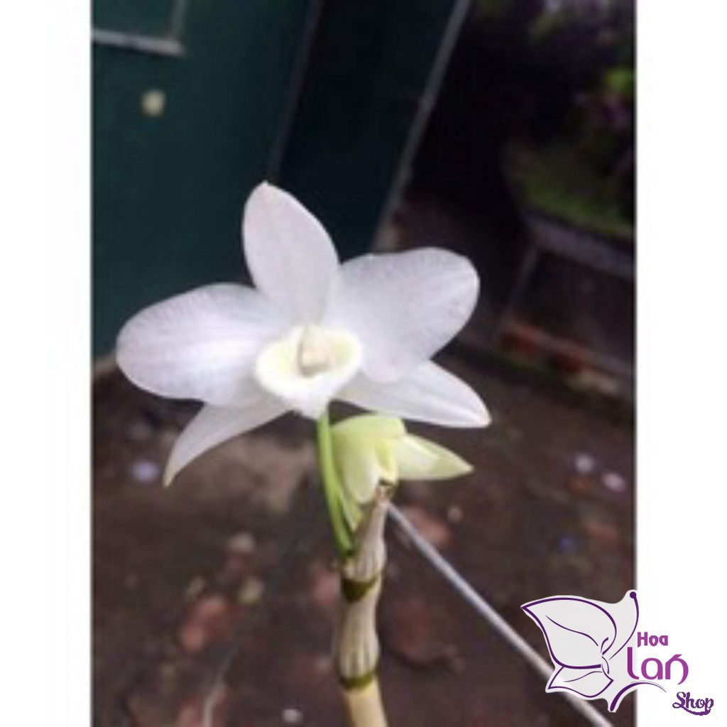Lan Trầm Hiếm  Mua 3 Tặng 1  Hoa Cực Thơm [ Cây Giống ]