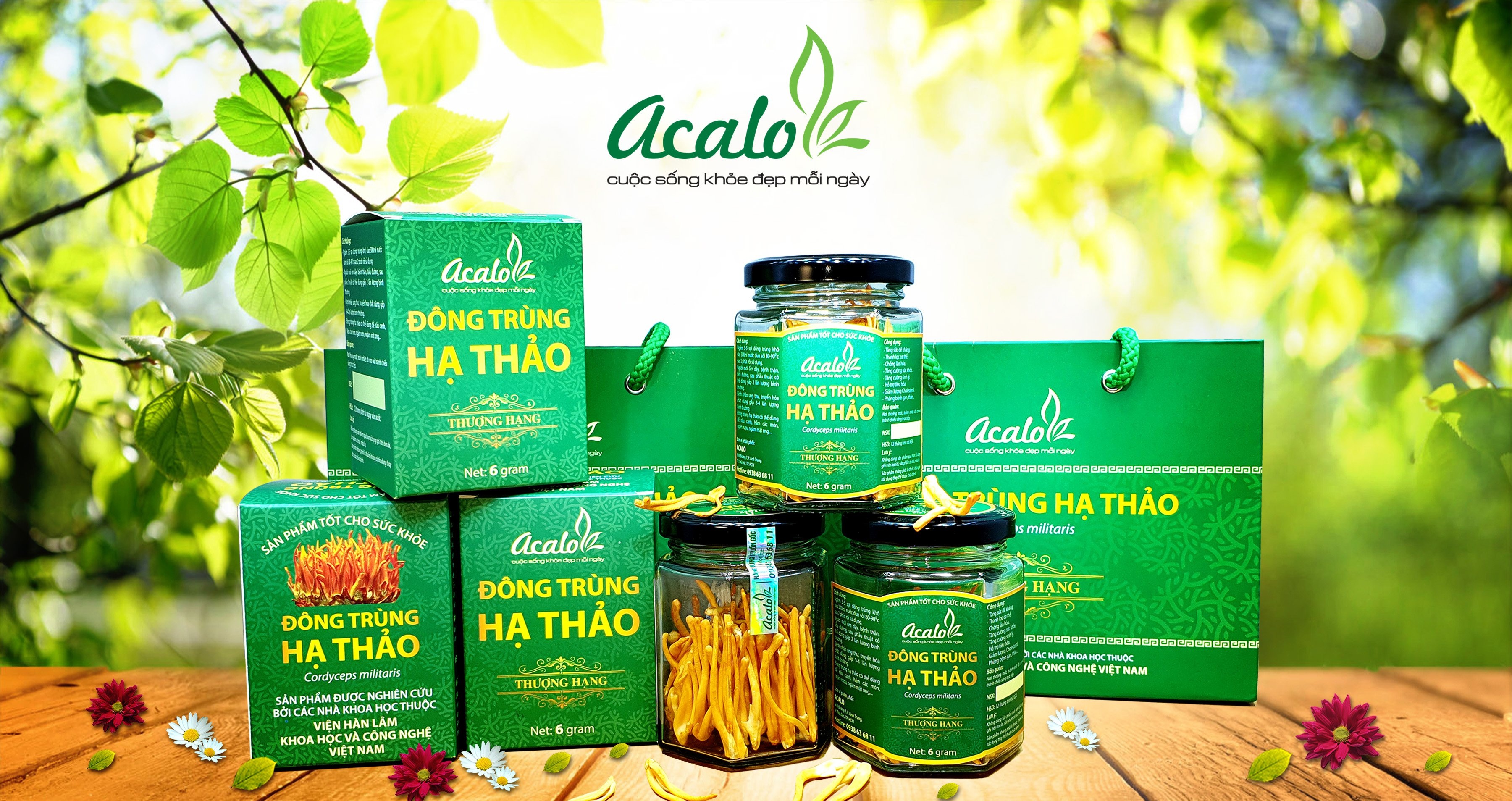 Đông trùng hạ thảo Acalo