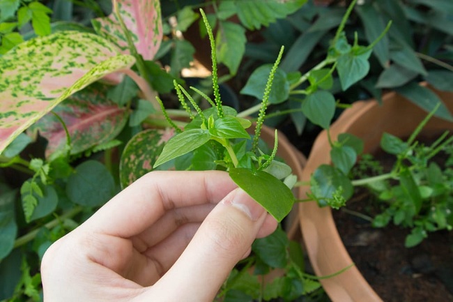 🍀 Hạt Giống Rau Càng Cua🍀 (Siêu Dễ Trồng tại nhà) - 0.5gr/gói