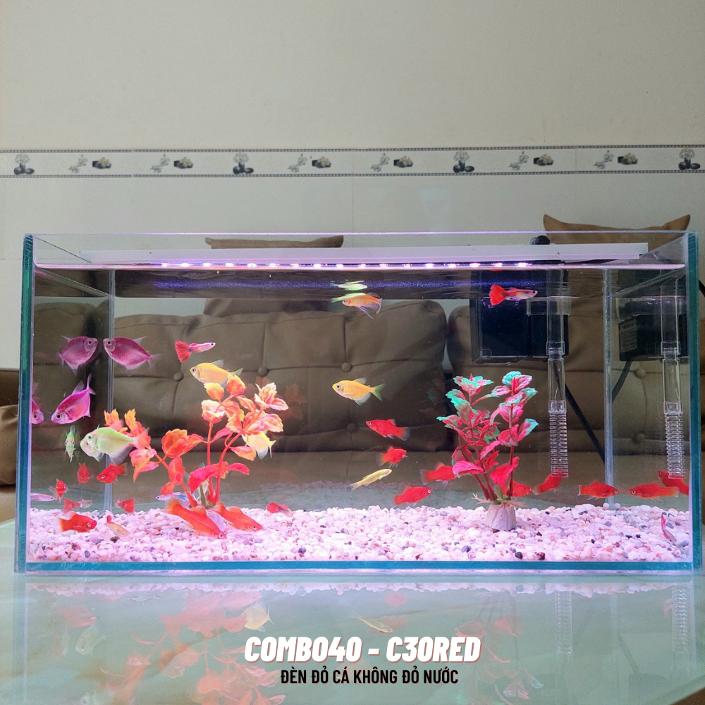 Bể cá mini 40cm COMBO đầy đủ phụ kiện