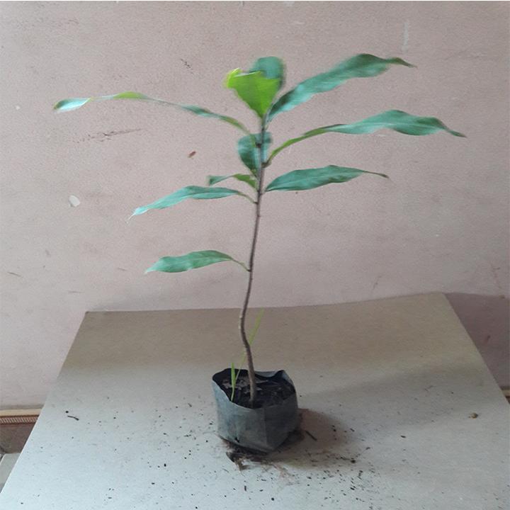 COMBO 5 CÂY MAI VÀNG GIỐNG cao từ 25-35 cm